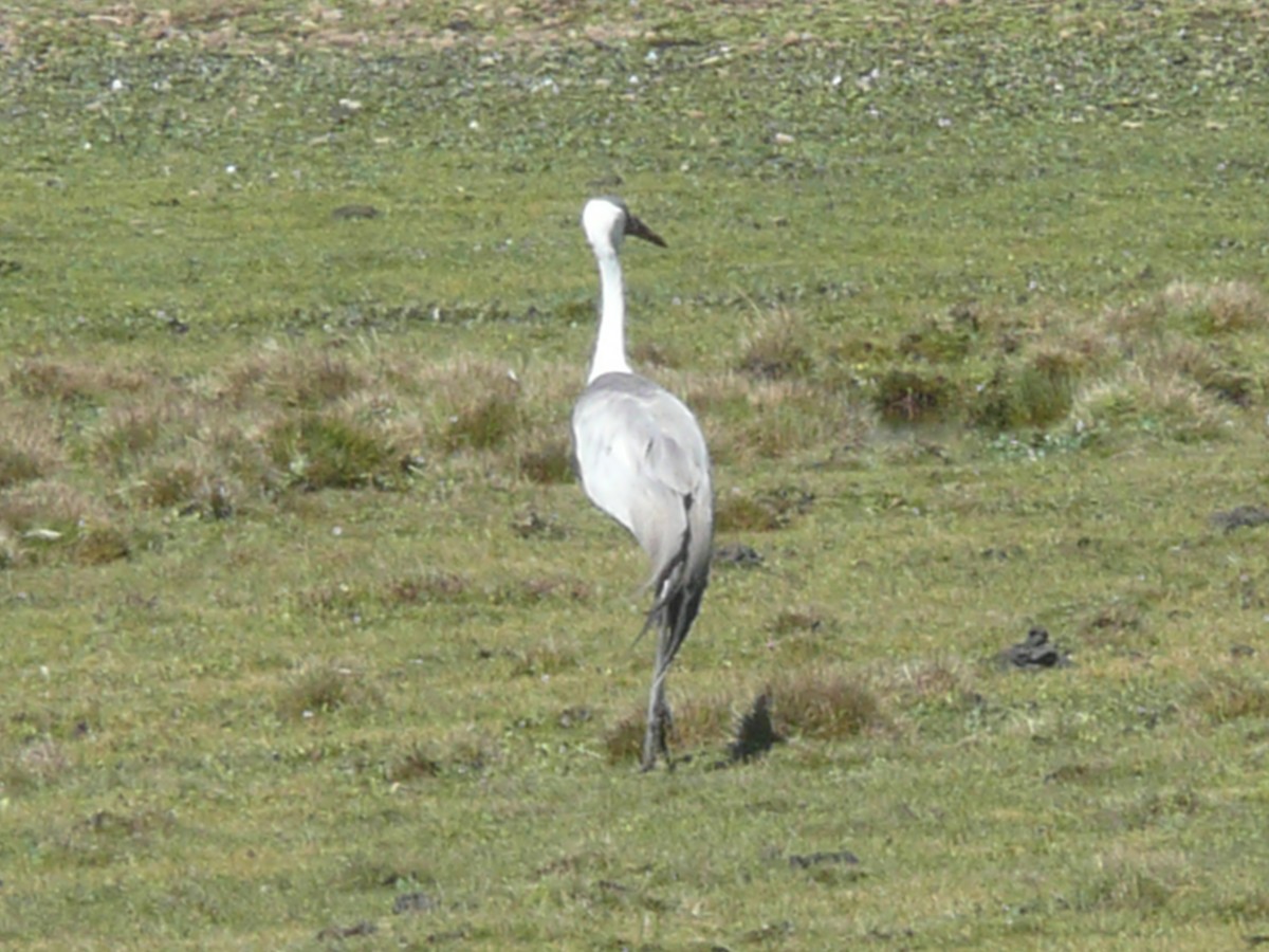 Grulla Carunculada - ML652899941