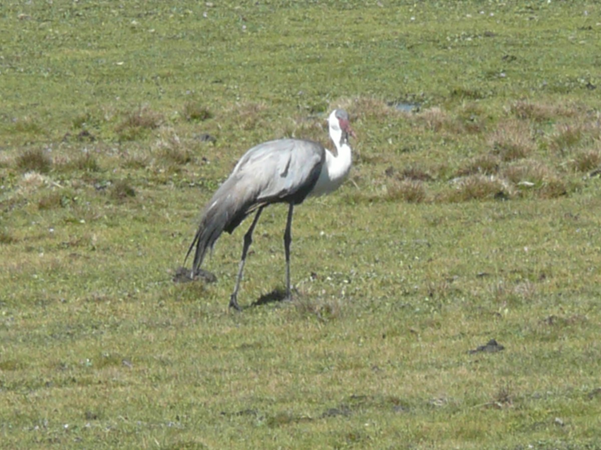 Grulla Carunculada - ML652899943