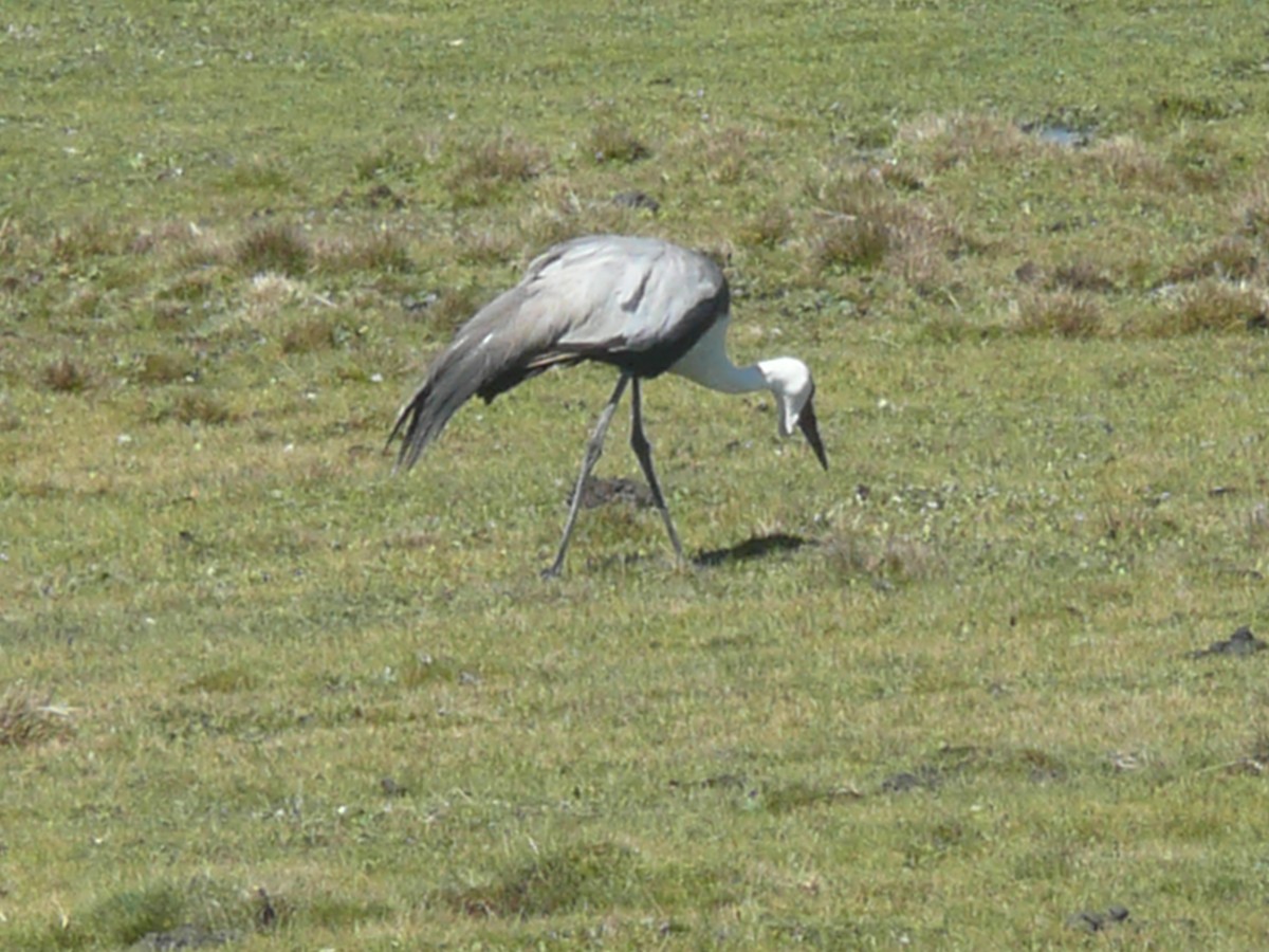 Grulla Carunculada - ML652899944