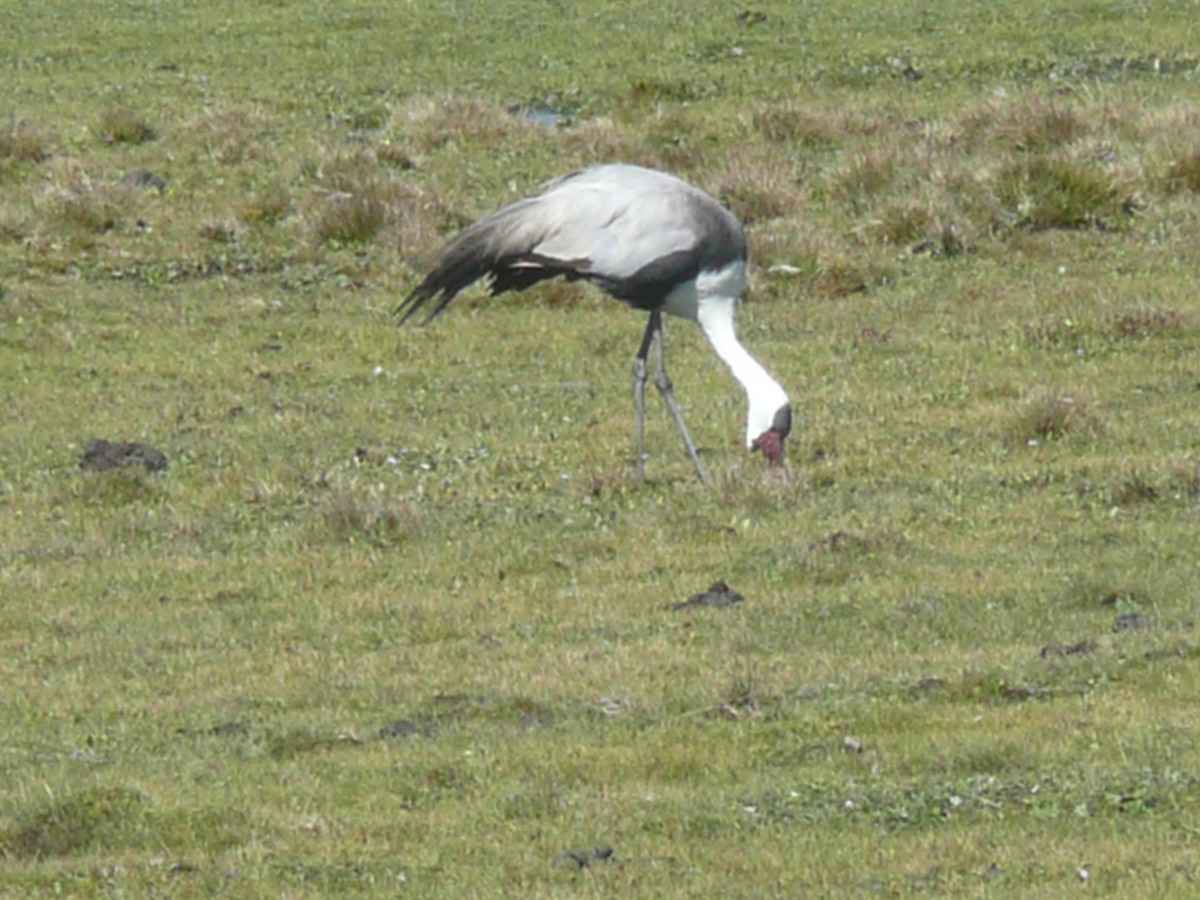 Grulla Carunculada - ML652899945