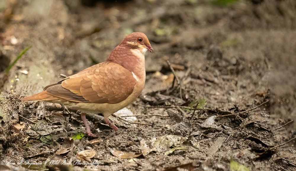 ヤマウズラバト - ML652899988