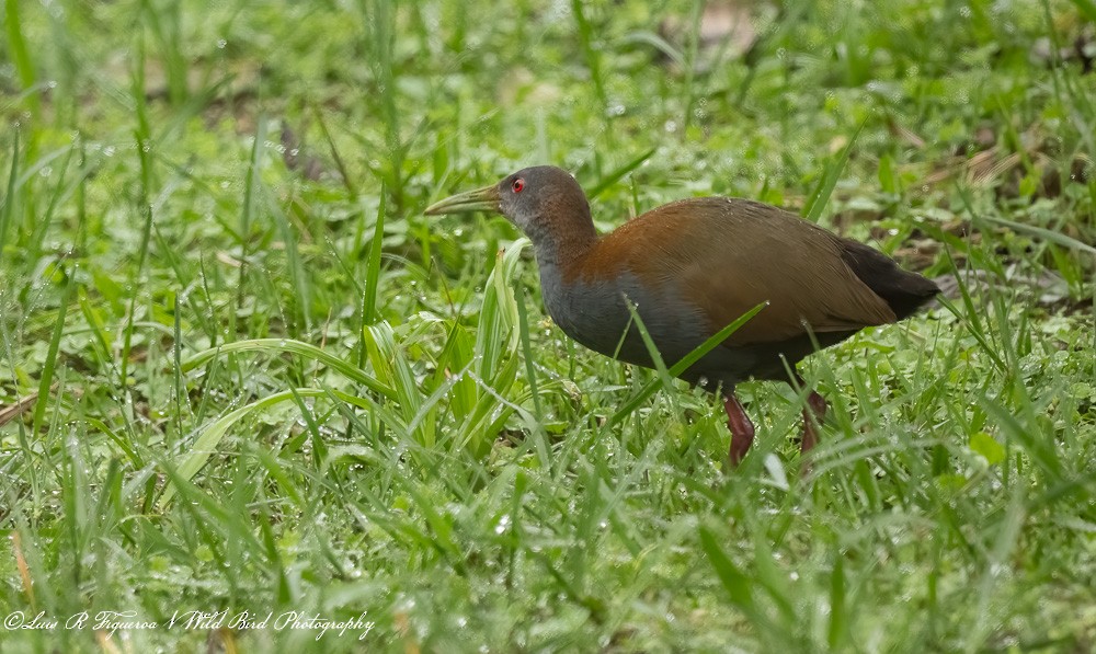 ハイムネモリクイナ - ML652900050