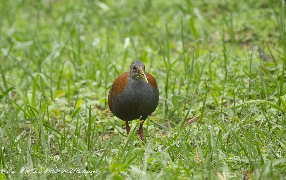 ハイムネモリクイナ - ML652900053