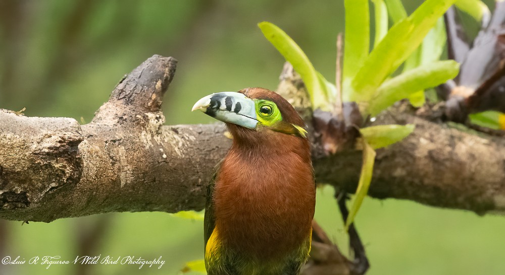 フイリコチュウハシ - ML652900062