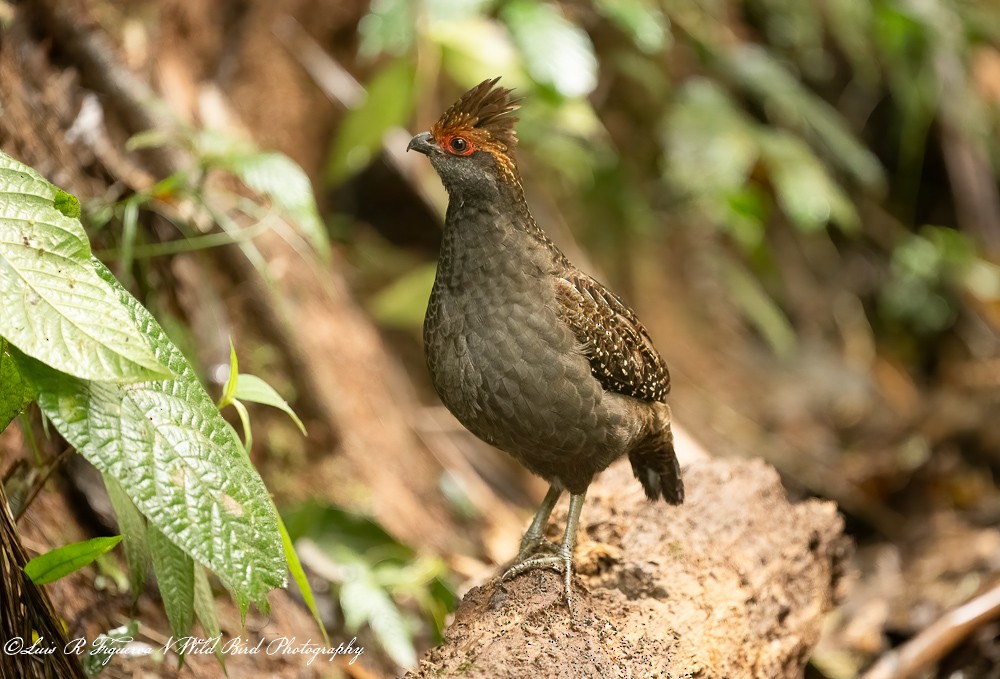 ジャネイロウズラ - ML652900087