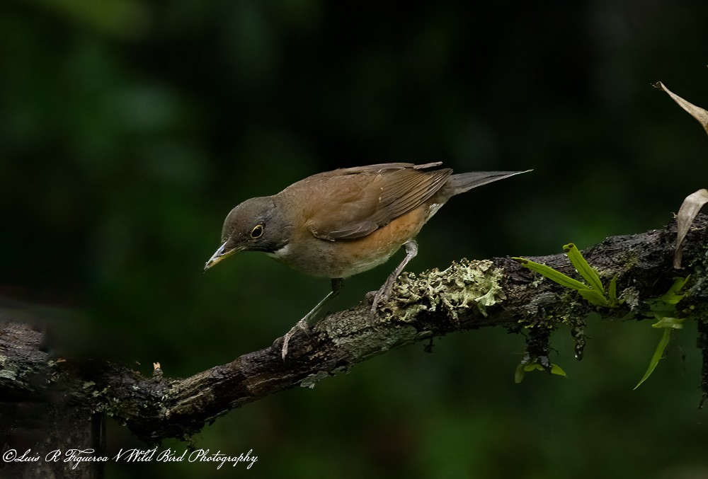 ノドジロツグミ - ML652900131