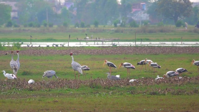 Sarus kurriloa - ML652900308