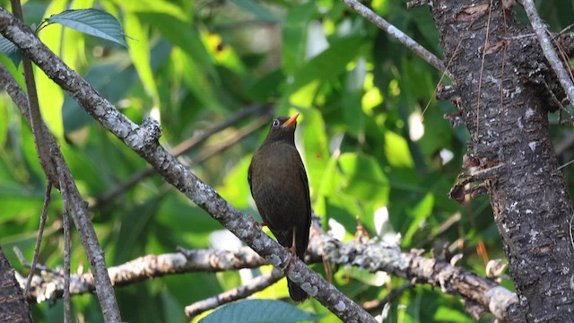 Gray-winged Blackbird - ML652900356