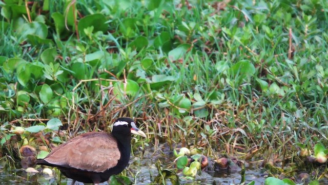 Jakana bekainzuria - ML652900481