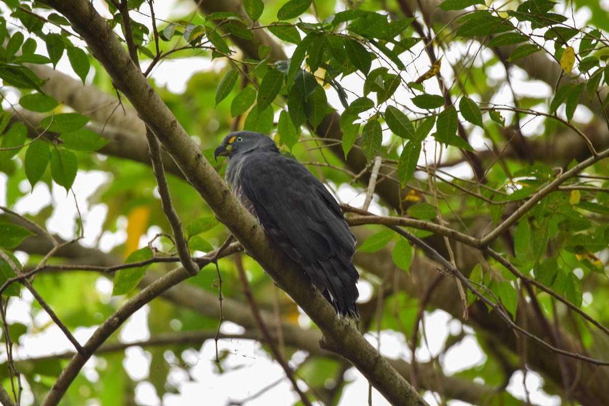 Langschnabelweih - ML652901014