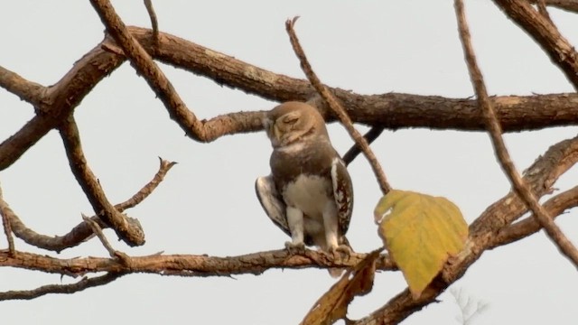 Forest Owlet - ML652901079