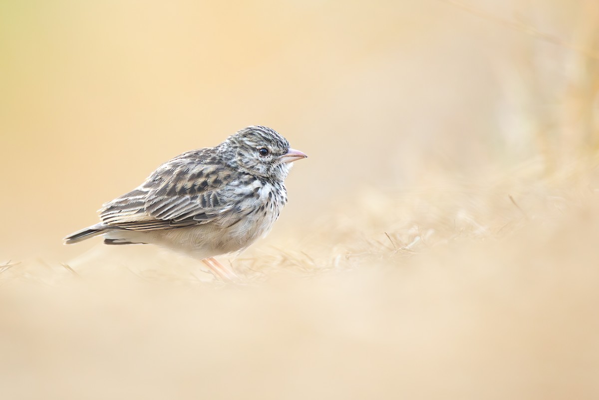 Madagascar Lark - ML652901462
