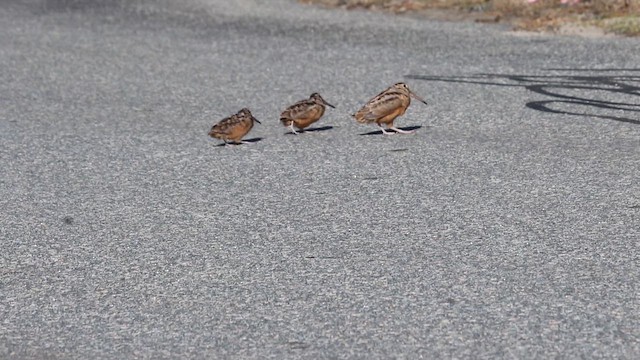 Oilagor amerikarra - ML652901598