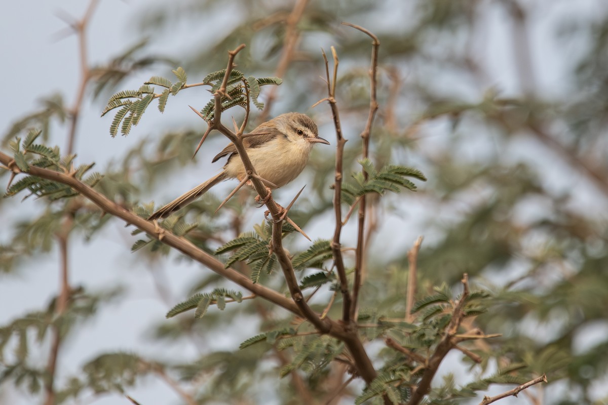 prinie afroasijská - ML652901696