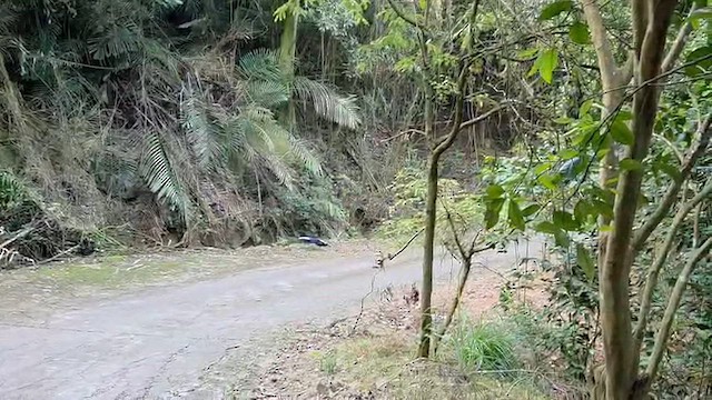 Swinhoe faisaia - ML652901776