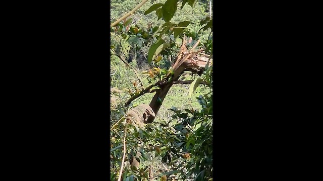 Taiwan Barbet - ML652901967