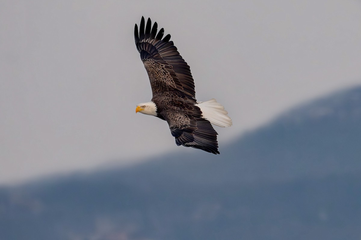 Weißkopf-Seeadler - ML652902166