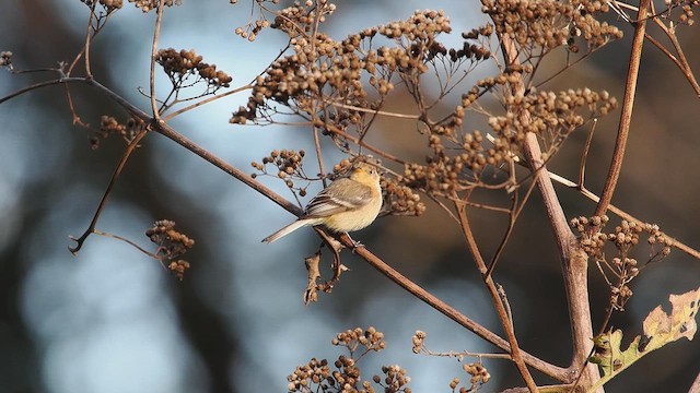 Buff-breasted Flycatcher - ML652902227
