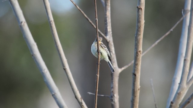 Buff-breasted Flycatcher - ML652902228