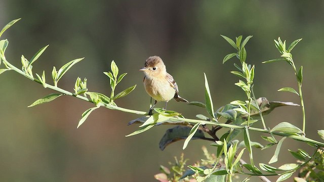 Buff-breasted Flycatcher - ML652902231