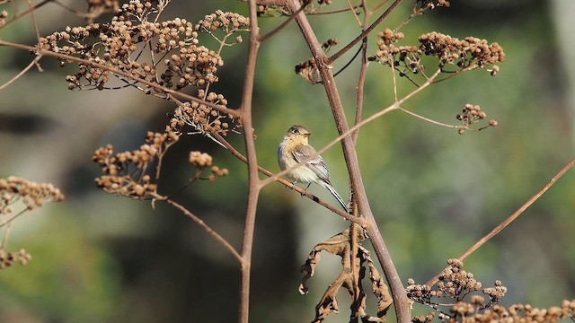 Buff-breasted Flycatcher - ML652902233