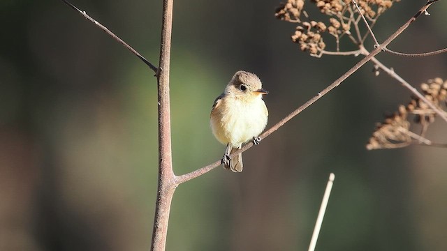 Buff-breasted Flycatcher - ML652902234