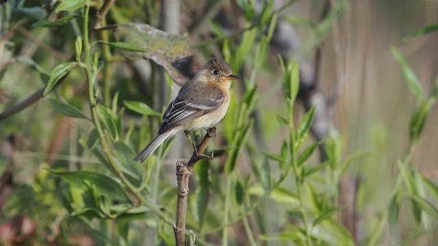 Buff-breasted Flycatcher - ML652902235