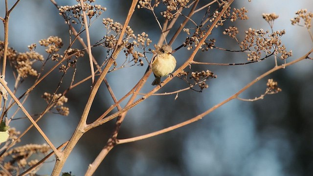 Buff-breasted Flycatcher - ML652902237