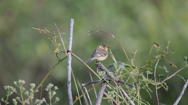 Buff-breasted Flycatcher - ML652902238
