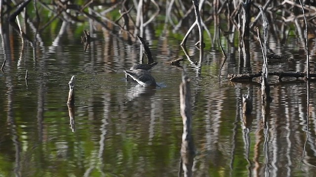 Txirri zankaluzea - ML652902301