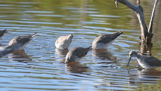 Txirri zankaluzea - ML652902302