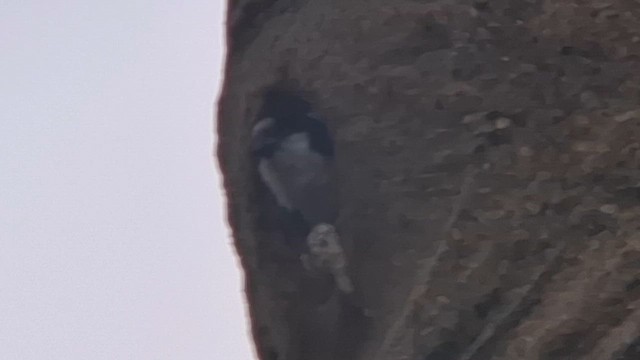 Black-thighed Falconet - ML652902345