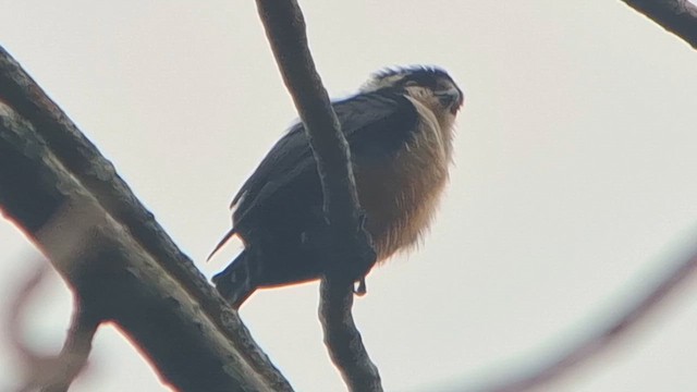 Black-thighed Falconet - ML652902347