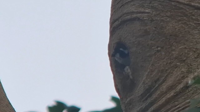 Black-thighed Falconet - ML652902348