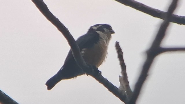 Black-thighed Falconet - ML652902349