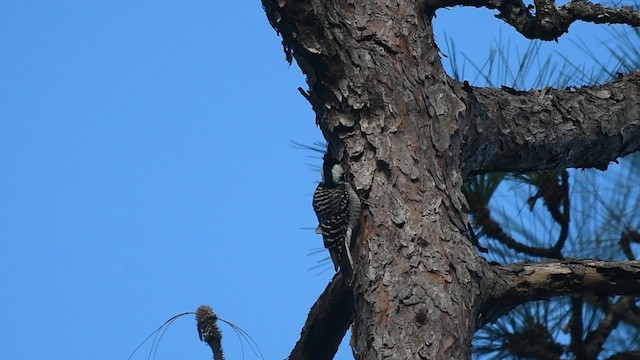 Red-cockaded Woodpecker - ML652902352