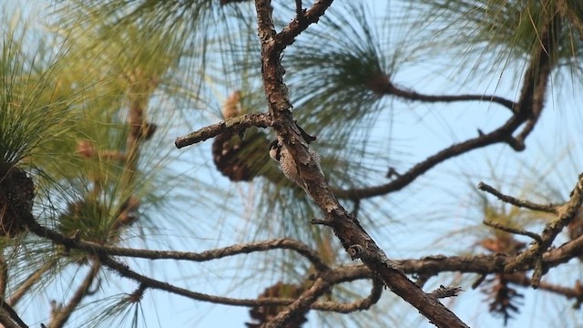 Red-cockaded Woodpecker - ML652902353