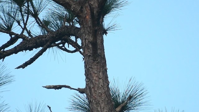Red-cockaded Woodpecker - ML652902354