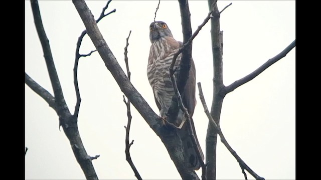 Crested Goshawk - ML652902444