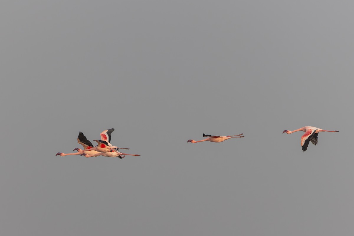 Lesser Flamingo - ML652902455