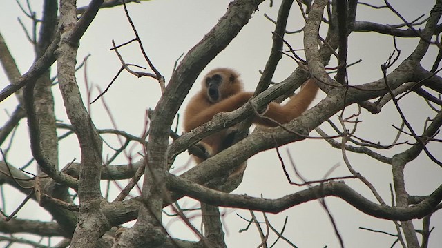 Animals - ML652902507