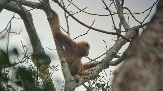 Animals - ML652902508