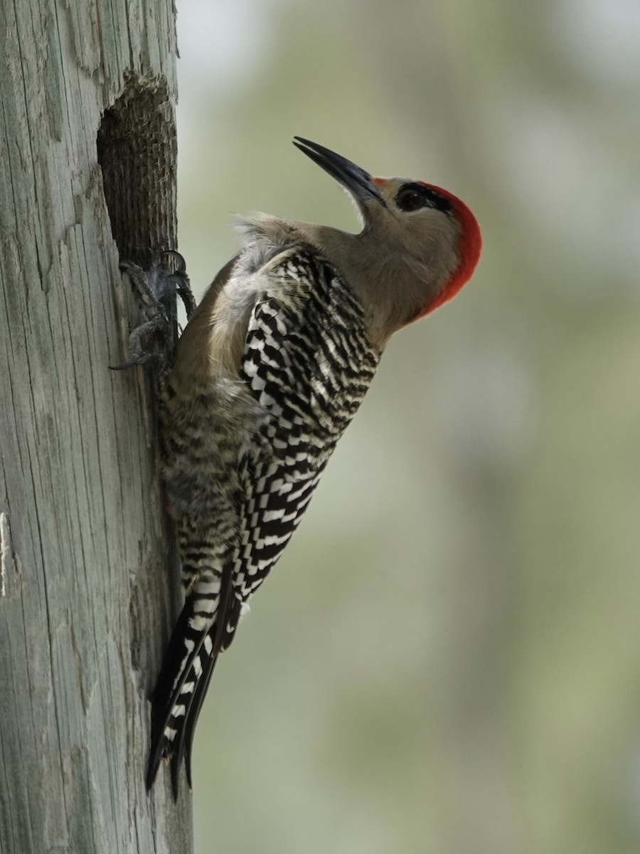 West Indian Woodpecker - ML652902822