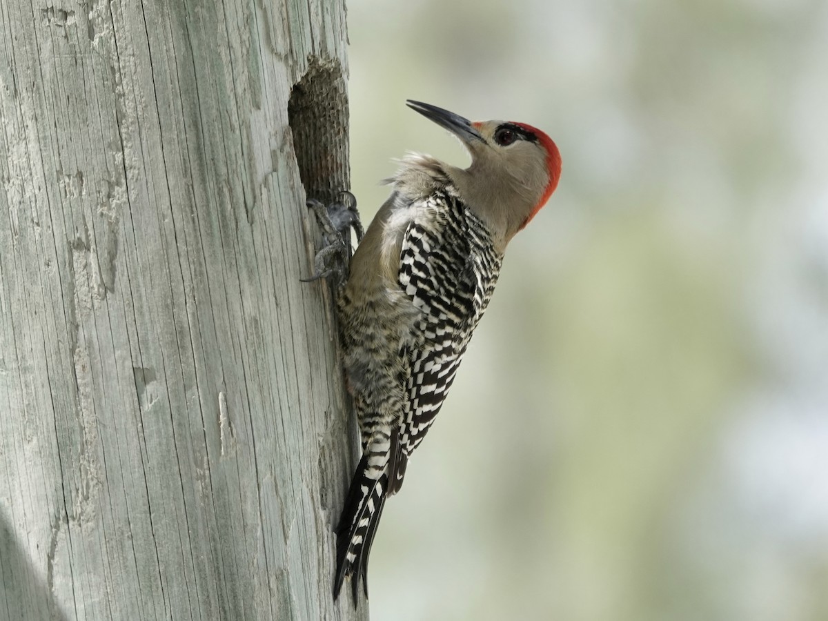 West Indian Woodpecker - ML652902823
