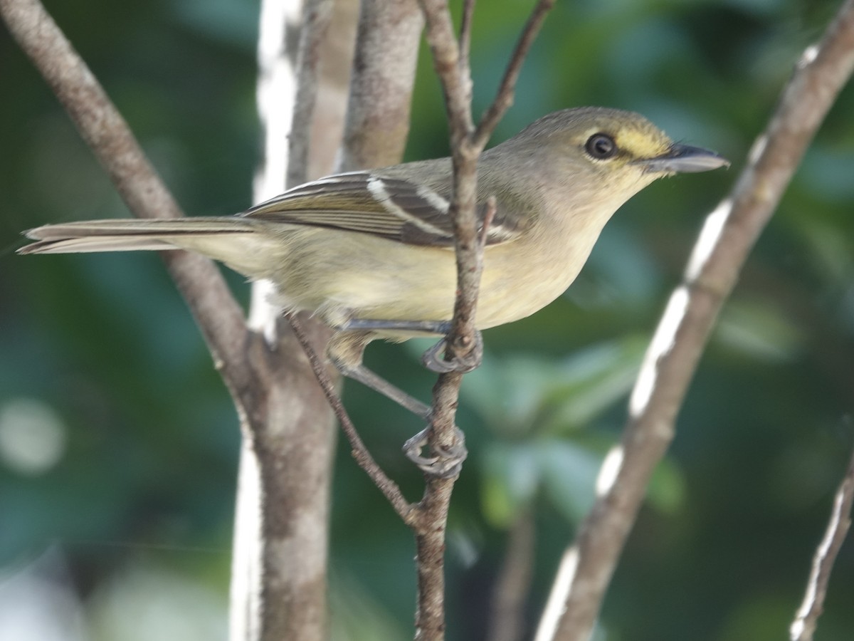 Thick-billed Vireo - ML652902832