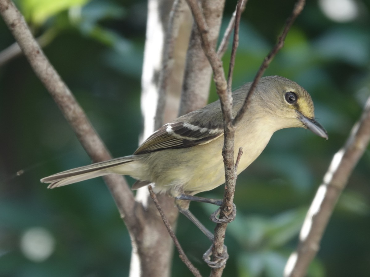 Thick-billed Vireo - ML652902833