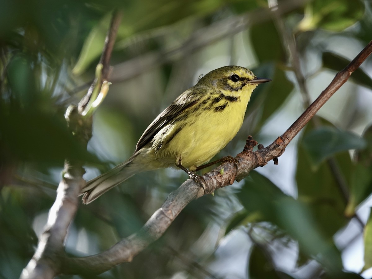 Prairie Warbler - ML652902846