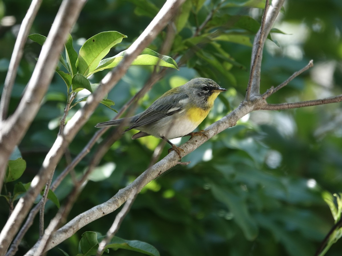 Northern Parula - ML652902857
