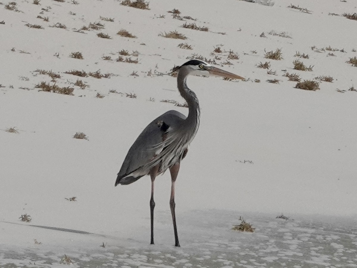 Great Blue Heron - ML652902923