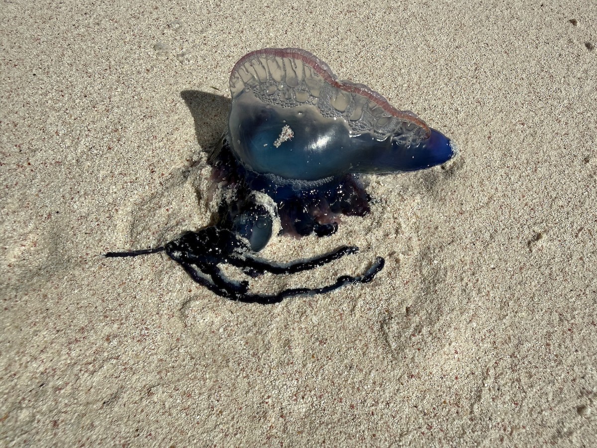 Portuguese Man o' War - ML652903086